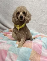 Annie, a female Miniature Dachshund for sale in Wrens, GA – 2 of 5