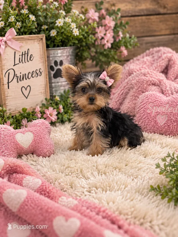 Rain – Yorkshire Terrier puppy for sale in Wrens, GA