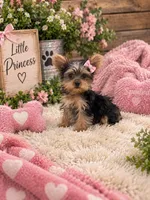 Rain, a female Yorkshire Terrier for sale in Wrens, GA – 1 of 3