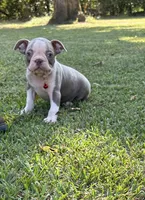 Dusty, a male Boston Terrier for sale in Wrens, GA – 7 of 8