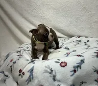 Hunter, a male Boston Terrier for sale in Wrens, GA – 3 of 4