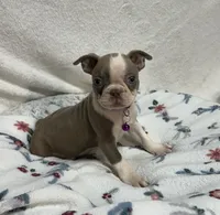 Dee, a female Boston Terrier for sale in Wrens, GA – 3 of 4