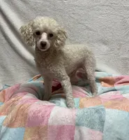 Kona, a male Poodle - Toy  for sale in Wrens, GA – 1 of 3