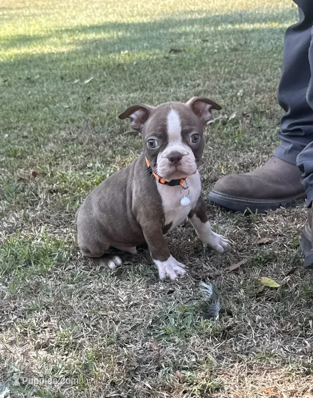 Rusty – Boston Terrier puppy for sale in Wrens, GA