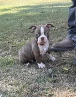 Rusty, a male Boston Terrier for sale in Wrens, GA – 1 of 2