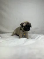 processed/24c3a5bd-eeac-4723-b3e2-94c8c20bc724/listing/c2b7b226-be3d-42ef-9922-860c6411bdc1/7666079e-dd40-479b-810f-df044b3a5b66