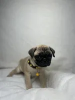 processed/24c3a5bd-eeac-4723-b3e2-94c8c20bc724/listing/c2b7b226-be3d-42ef-9922-860c6411bdc1/aaf2d0ff-108f-44b0-8027-4741832227c3