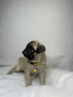 processed/24c3a5bd-eeac-4723-b3e2-94c8c20bc724/listing/c2b7b226-be3d-42ef-9922-860c6411bdc1/c63a9239-1145-4299-86a5-6af376180604