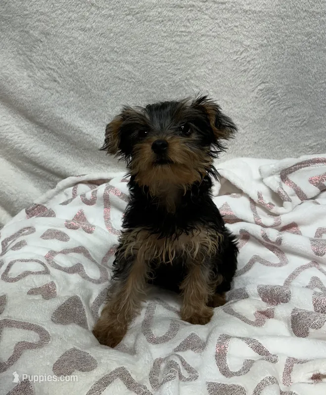 River – Yorkshire Terrier puppy for sale in Wrens, GA