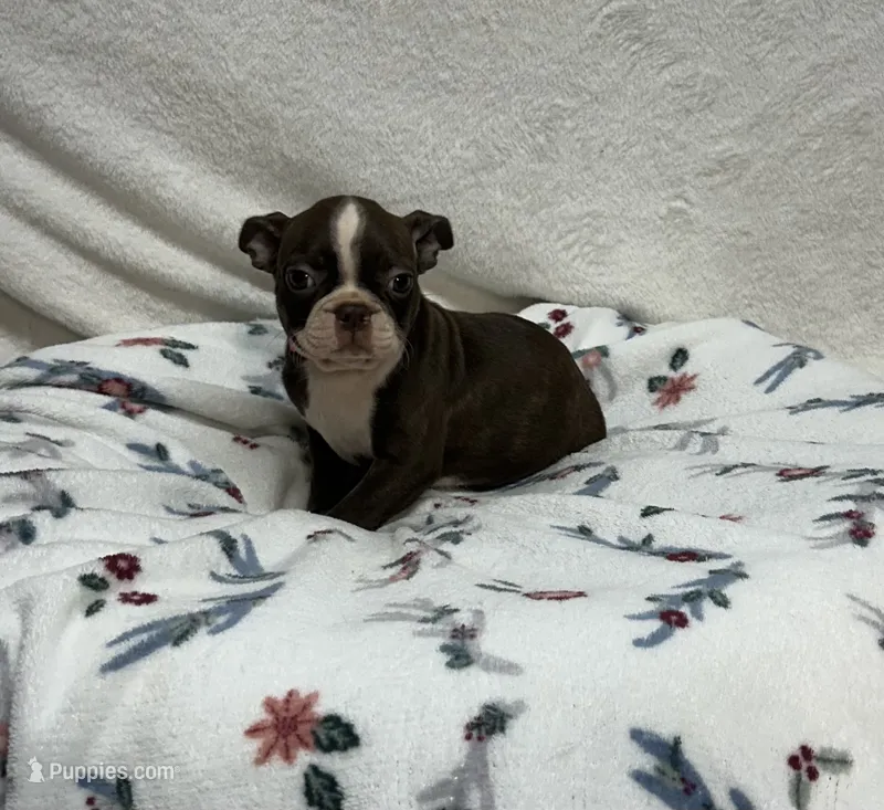 Sally – Boston Terrier puppy for sale in Wrens, GA