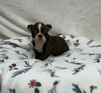 Sally, a female Boston Terrier for sale in Wrens, GA – 1 of 2
