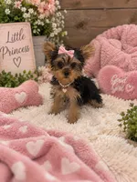 Rain, a female Yorkshire Terrier for sale in Wrens, GA – 2 of 3
