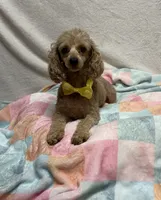 Annie, a female Poodle - Toy  for sale in Wrens, GA – 2 of 4