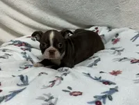 Sally, a female Boston Terrier for sale in Wrens, GA – 2 of 2