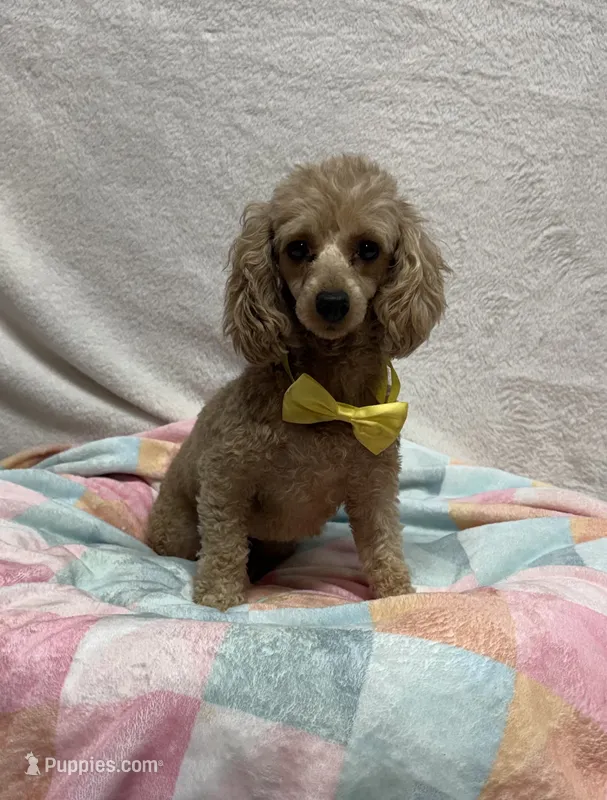 Annie – Poodle - Toy  puppy for sale in Wrens, GA