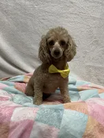 Annie, a female Poodle - Toy  for sale in Wrens, GA – 1 of 4