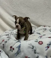 Hunter, a male Boston Terrier for sale in Wrens, GA – 2 of 4