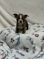 Hunter, a male Boston Terrier for sale in Wrens, GA – 4 of 4