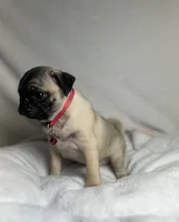 processed/24c3a5bd-eeac-4723-b3e2-94c8c20bc724/listing/df4b53d7-98d6-4d21-a44d-a4d54d200e72/d1c6c464-20f4-4ead-8377-486cb9f6ab21