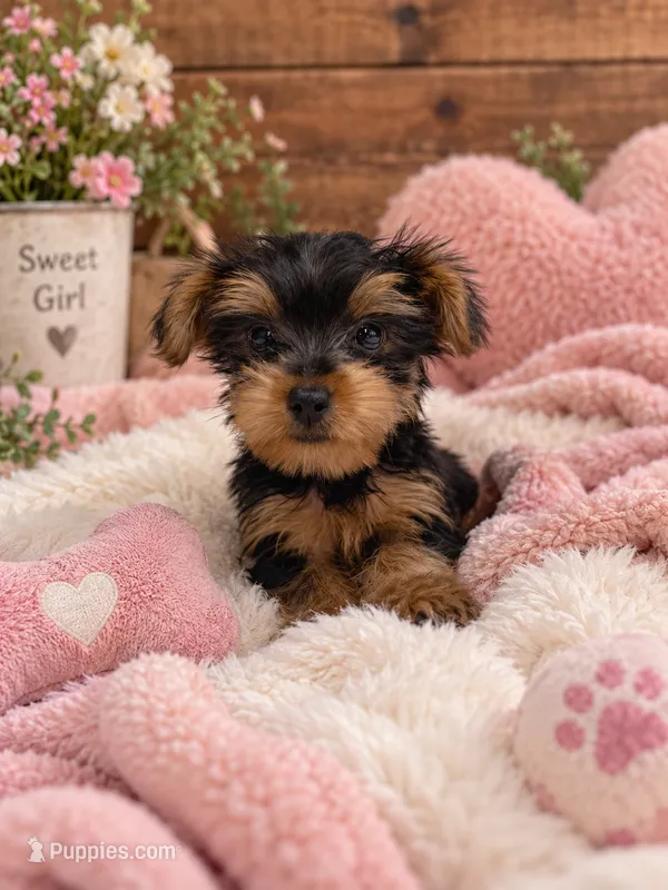 River – Yorkshire Terrier puppy for sale in Wrens, GA