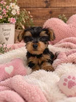 River, a female Yorkshire Terrier for sale in Wrens, GA – 1 of 3