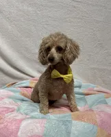 Annie, a female Poodle - Toy  for sale in Wrens, GA – 4 of 4