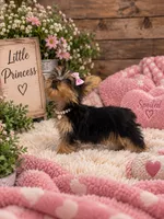 Rain, a female Yorkshire Terrier for sale in Wrens, GA – 3 of 3