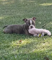Rusty, a male Boston Terrier for sale in Wrens, GA – 2 of 2
