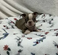 Dee, a female Boston Terrier for sale in Wrens, GA – 4 of 4