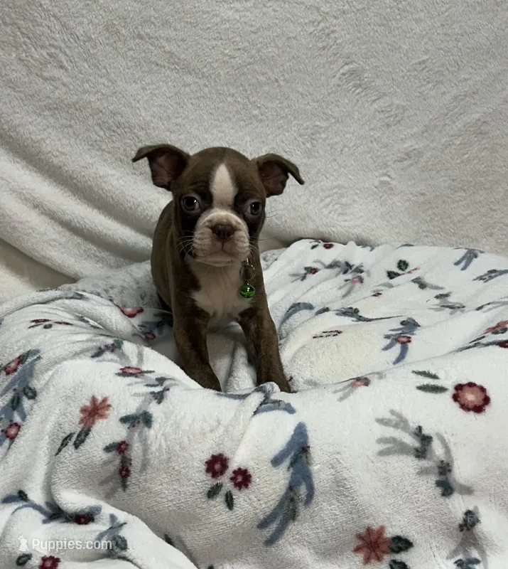 Hunter – Boston Terrier puppy for sale in Wrens, GA