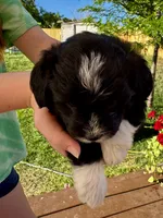 Big Chungus, a female Pembroke Welsh Corgi and Poodle - Toy  for sale in Cheyenne, WY – 3 of 3