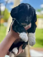 Sweetie, a female Pembroke Welsh Corgi and Poodle - Toy  for sale in Fort Collins, CO – 3 of 3