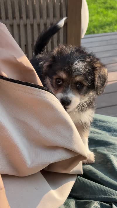 Emry, a female Pembroke Welsh Corgi and Poodle - Toy  for sale in Fort Collins, CO – 3 of 3