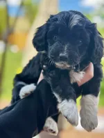 Sweetie, a female Pembroke Welsh Corgi and Poodle - Toy  for sale in Fort Collins, CO – 2 of 3