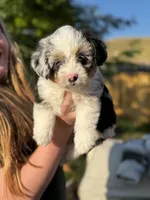 Sugar, a female Pembroke Welsh Corgi and Poodle - Toy  for sale in Fort Collins, CO – 1 of 6