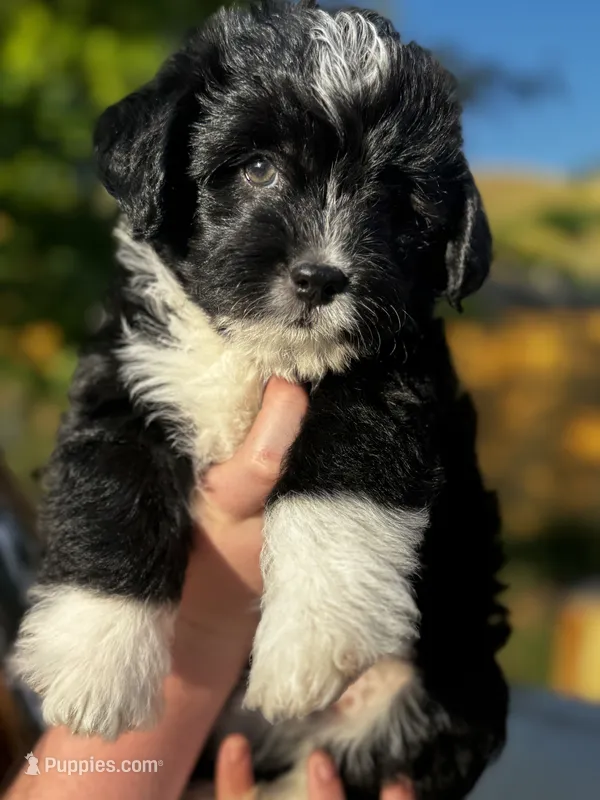 Big Chungus – Pembroke Welsh Corgi, Poodle - Toy  puppy for sale in Fort Collins, CO