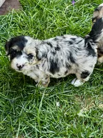 Lily, a female Pembroke Welsh Corgi and Poodle - Toy  for sale in Cheyenne, WY – 2 of 3