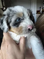Sugar, a female Pembroke Welsh Corgi and Poodle - Toy  for sale in Fort Collins, CO – 3 of 6