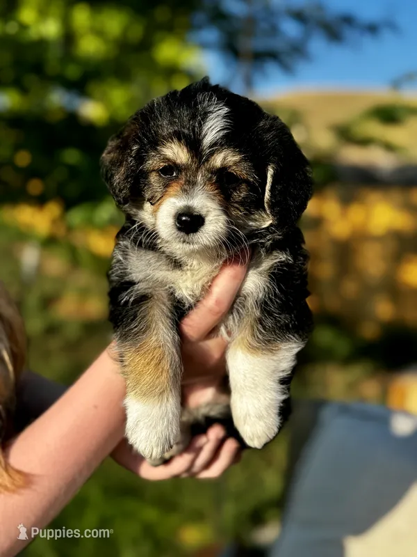 Emry – Pembroke Welsh Corgi, Poodle - Toy  puppy for sale in Fort Collins, CO