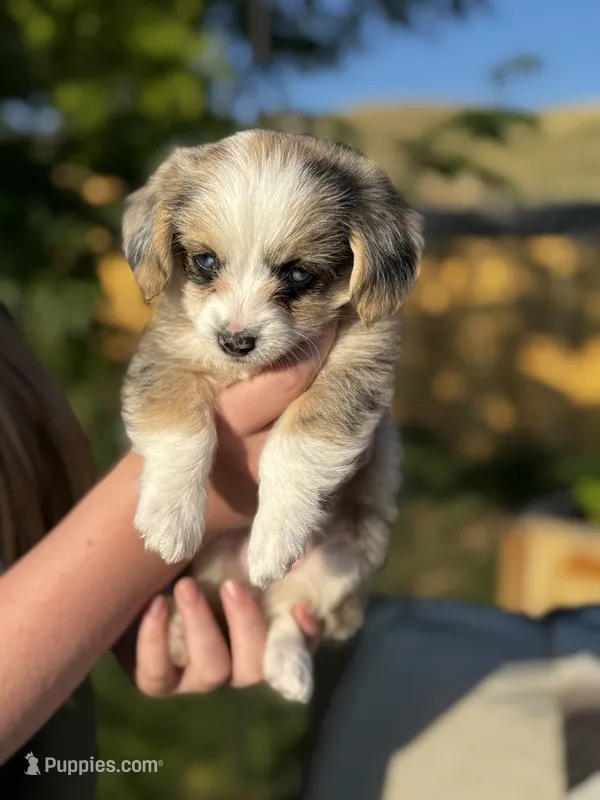 Minnie – Pembroke Welsh Corgi, Poodle - Toy  puppy for sale in Fort Collins, CO