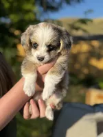Minnie, a female Pembroke Welsh Corgi and Poodle - Toy  for sale in Fort Collins, CO – 1 of 5