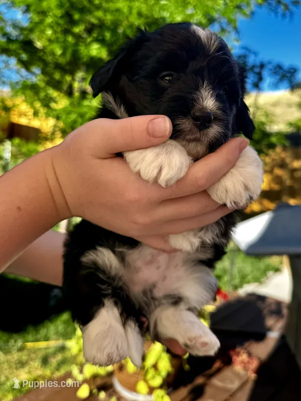 Big Chungus – Pembroke Welsh Corgi, Poodle - Toy  puppy for sale in Cheyenne, WY