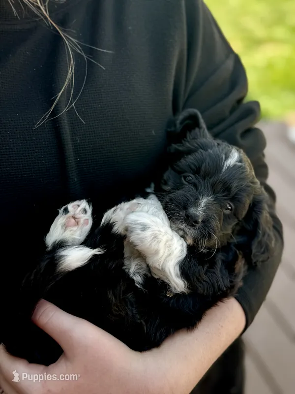 Sweetie – Pembroke Welsh Corgi, Poodle - Toy  puppy for sale in Fort Collins, CO