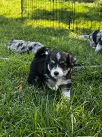 Emery, a female Pembroke Welsh Corgi and Poodle - Toy  for sale in Cheyenne, WY – 2 of 2