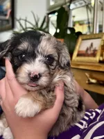 Lily, a female Pembroke Welsh Corgi and Poodle - Toy  for sale in Cheyenne, WY – 3 of 3