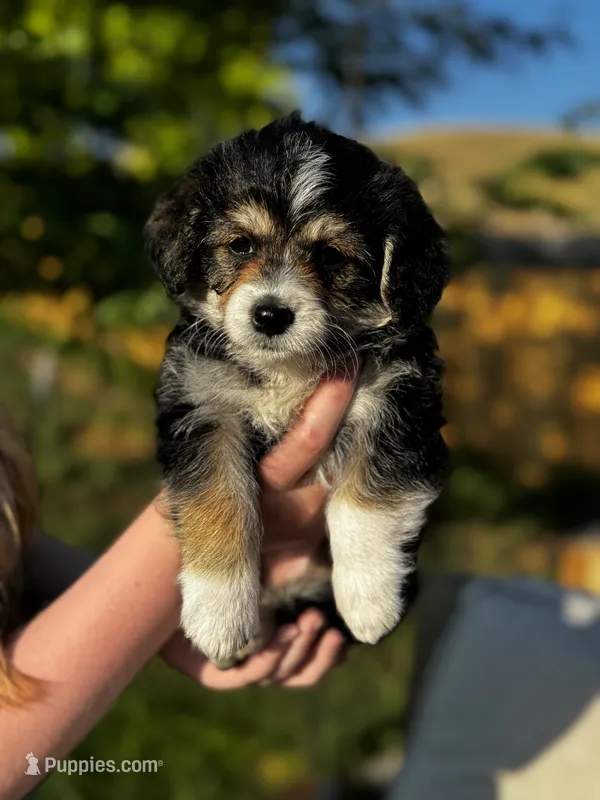 Emery – Pembroke Welsh Corgi, Poodle - Toy  puppy on hold in Fort Collins, CO