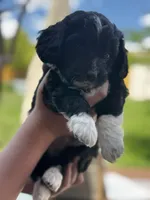 Oreo, a female Pembroke Welsh Corgi and Poodle - Toy  for sale in Cheyenne, WY – 3 of 3