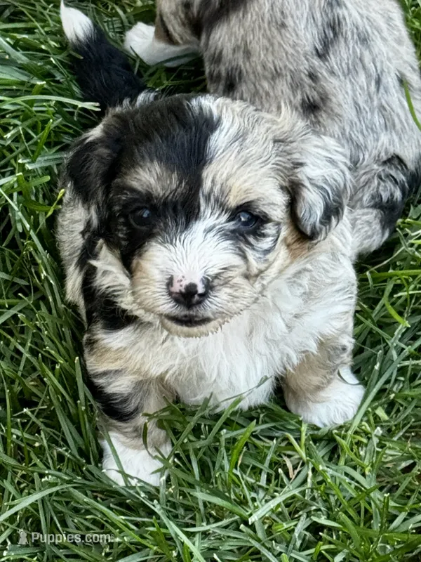 Lily – Pembroke Welsh Corgi, Poodle - Toy  puppy for sale in Cheyenne, WY