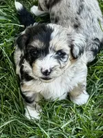 Lily, a female Pembroke Welsh Corgi and Poodle - Toy  for sale in Cheyenne, WY – 1 of 3