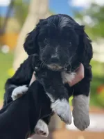 Oreo, a female Pembroke Welsh Corgi and Poodle - Toy  for sale in Cheyenne, WY – 2 of 3
